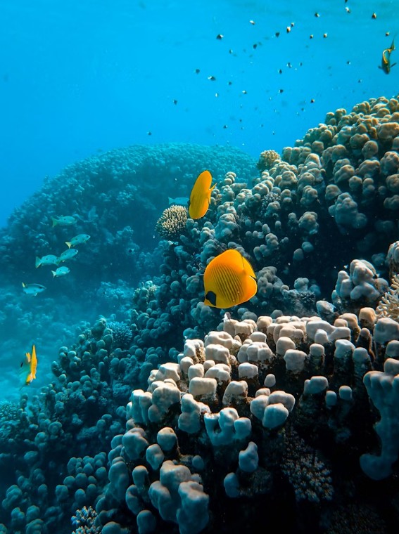 Rim Run snorkeling scene 1